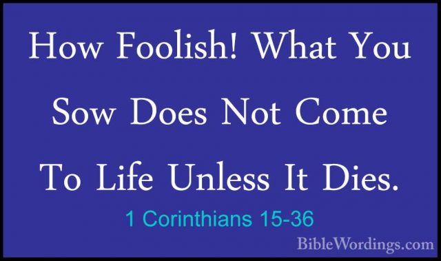 1 Corinthians 15-36 - How Foolish! What You Sow Does Not Come ToHow Foolish! What You Sow Does Not Come To Life Unless It Dies. 