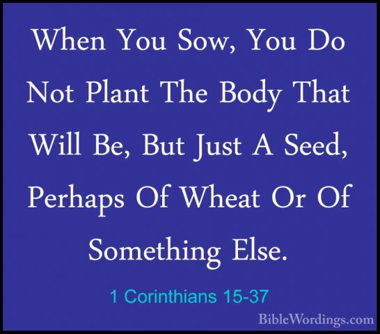 1 Corinthians 15-37 - When You Sow, You Do Not Plant The Body ThaWhen You Sow, You Do Not Plant The Body That Will Be, But Just A Seed, Perhaps Of Wheat Or Of Something Else. 