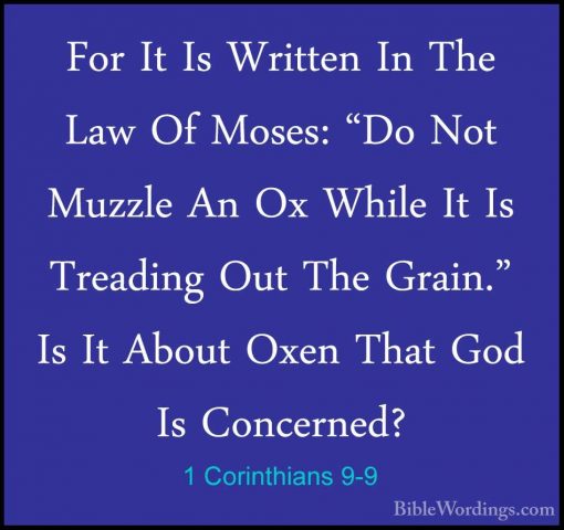 1 Corinthians 9-9 - For It Is Written In The Law Of Moses: "Do NoFor It Is Written In The Law Of Moses: "Do Not Muzzle An Ox While It Is Treading Out The Grain." Is It About Oxen That God Is Concerned? 
