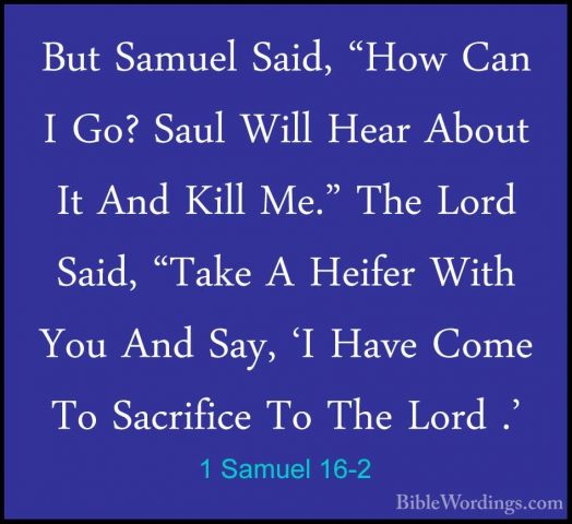 1 Samuel 16-2 - But Samuel Said, "How Can I Go? Saul Will Hear AbBut Samuel Said, "How Can I Go? Saul Will Hear About It And Kill Me." The Lord Said, "Take A Heifer With You And Say, 'I Have Come To Sacrifice To The Lord .' 