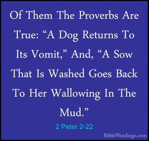 2 Peter 2-22 - Of Them The Proverbs Are True: "A Dog Returns To IOf Them The Proverbs Are True: "A Dog Returns To Its Vomit," And, "A Sow That Is Washed Goes Back To Her Wallowing In The Mud."