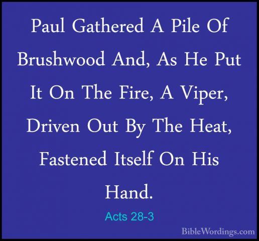 Acts 28-3 - Paul Gathered A Pile Of Brushwood And, As He Put It OPaul Gathered A Pile Of Brushwood And, As He Put It On The Fire, A Viper, Driven Out By The Heat, Fastened Itself On His Hand. 