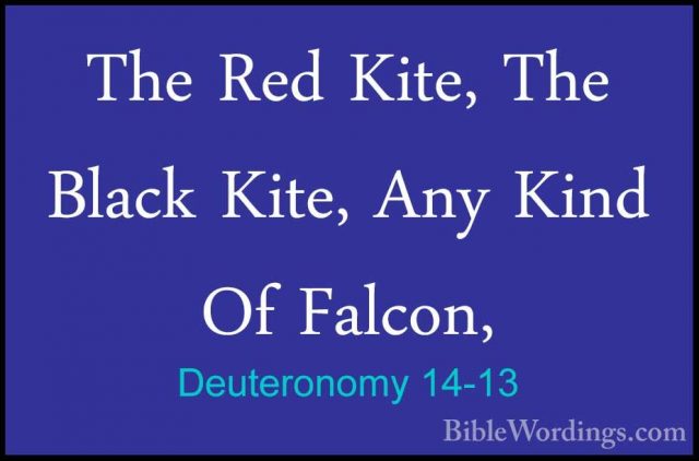 Deuteronomy 14-13 - The Red Kite, The Black Kite, Any Kind Of FalThe Red Kite, The Black Kite, Any Kind Of Falcon, 