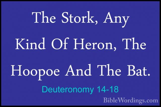 Deuteronomy 14-18 - The Stork, Any Kind Of Heron, The Hoopoe AndThe Stork, Any Kind Of Heron, The Hoopoe And The Bat. 