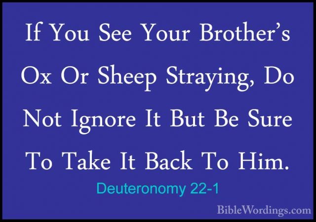 Deuteronomy 22-1 - If You See Your Brother's Ox Or Sheep StrayingIf You See Your Brother's Ox Or Sheep Straying, Do Not Ignore It But Be Sure To Take It Back To Him. 