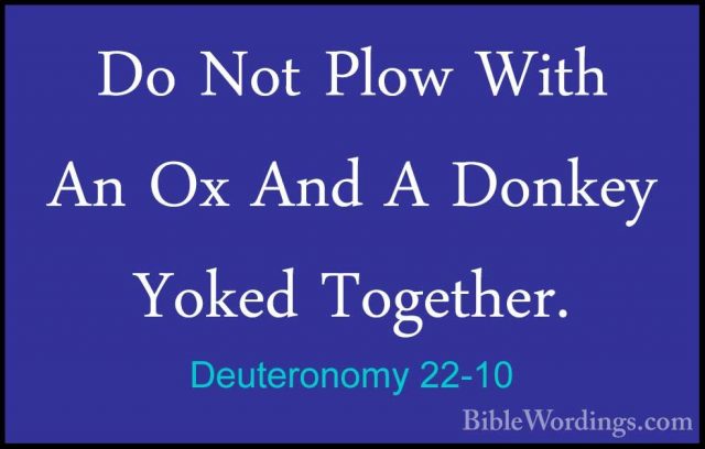 Deuteronomy 22-10 - Do Not Plow With An Ox And A Donkey Yoked TogDo Not Plow With An Ox And A Donkey Yoked Together. 