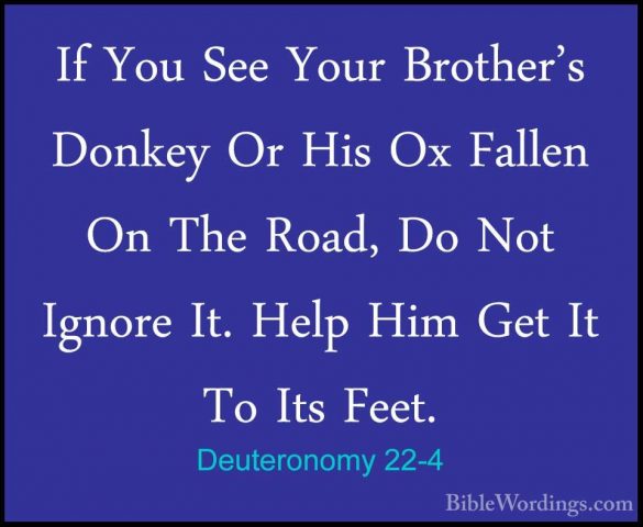 Deuteronomy 22-4 - If You See Your Brother's Donkey Or His Ox FalIf You See Your Brother's Donkey Or His Ox Fallen On The Road, Do Not Ignore It. Help Him Get It To Its Feet. 