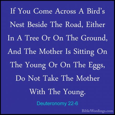 Deuteronomy 22-6 - If You Come Across A Bird's Nest Beside The RoIf You Come Across A Bird's Nest Beside The Road, Either In A Tree Or On The Ground, And The Mother Is Sitting On The Young Or On The Eggs, Do Not Take The Mother With The Young. 