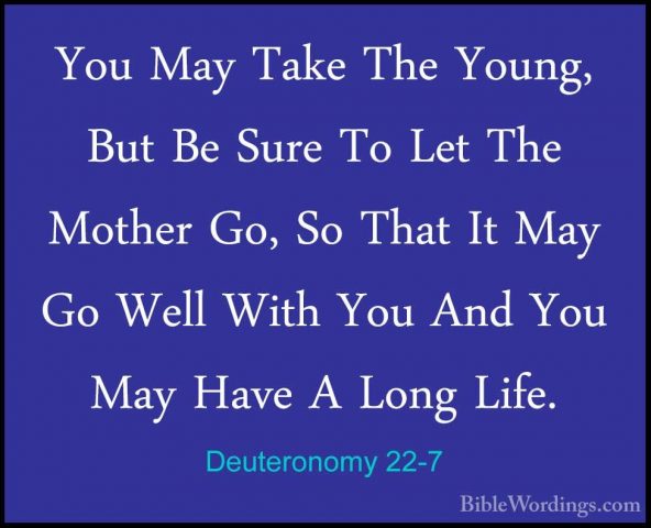 Deuteronomy 22-7 - You May Take The Young, But Be Sure To Let TheYou May Take The Young, But Be Sure To Let The Mother Go, So That It May Go Well With You And You May Have A Long Life. 