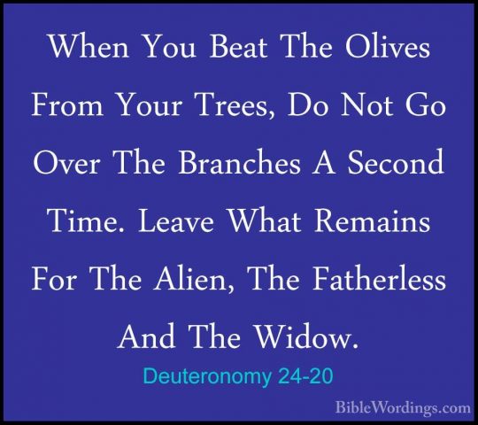 Deuteronomy 24-20 - When You Beat The Olives From Your Trees, DoWhen You Beat The Olives From Your Trees, Do Not Go Over The Branches A Second Time. Leave What Remains For The Alien, The Fatherless And The Widow. 