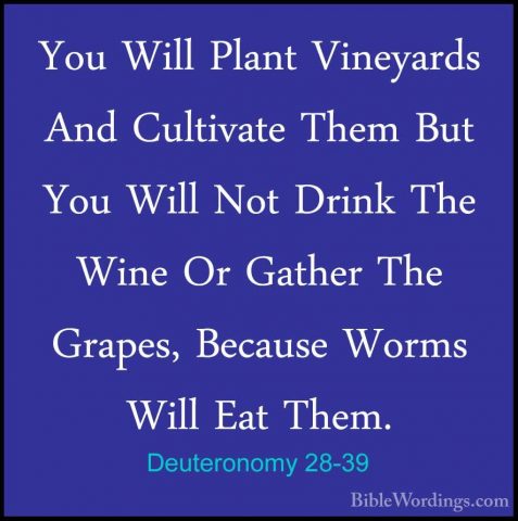 Deuteronomy 28-39 - You Will Plant Vineyards And Cultivate Them BYou Will Plant Vineyards And Cultivate Them But You Will Not Drink The Wine Or Gather The Grapes, Because Worms Will Eat Them. 
