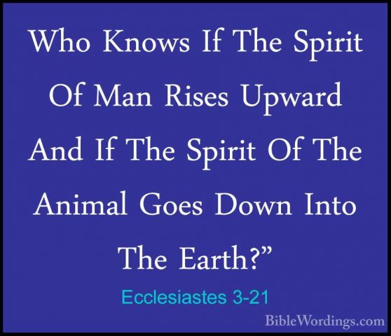 Ecclesiastes 3-21 - Who Knows If The Spirit Of Man Rises Upward AWho Knows If The Spirit Of Man Rises Upward And If The Spirit Of The Animal Goes Down Into The Earth?" 