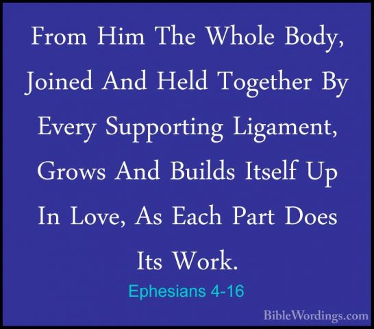 Ephesians 4-16 - From Him The Whole Body, Joined And Held TogetheFrom Him The Whole Body, Joined And Held Together By Every Supporting Ligament, Grows And Builds Itself Up In Love, As Each Part Does Its Work. 