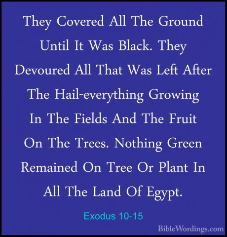 Exodus 10-15 - They Covered All The Ground Until It Was Black. ThThey Covered All The Ground Until It Was Black. They Devoured All That Was Left After The Hail-everything Growing In The Fields And The Fruit On The Trees. Nothing Green Remained On Tree Or Plant In All The Land Of Egypt. 