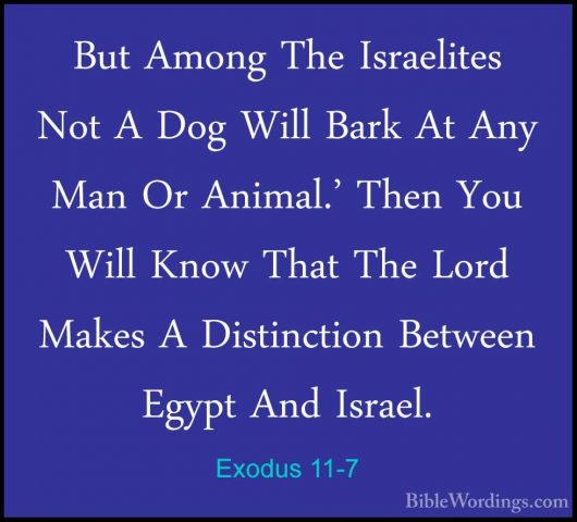 Exodus 11-7 - But Among The Israelites Not A Dog Will Bark At AnyBut Among The Israelites Not A Dog Will Bark At Any Man Or Animal.' Then You Will Know That The Lord Makes A Distinction Between Egypt And Israel. 