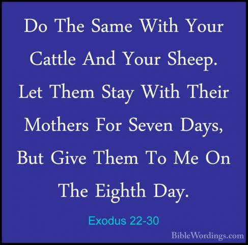 Exodus 22-30 - Do The Same With Your Cattle And Your Sheep. Let TDo The Same With Your Cattle And Your Sheep. Let Them Stay With Their Mothers For Seven Days, But Give Them To Me On The Eighth Day. 