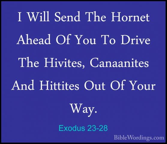 Exodus 23-28 - I Will Send The Hornet Ahead Of You To Drive The HI Will Send The Hornet Ahead Of You To Drive The Hivites, Canaanites And Hittites Out Of Your Way. 