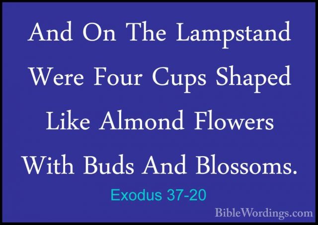 Exodus 37-20 - And On The Lampstand Were Four Cups Shaped Like AlAnd On The Lampstand Were Four Cups Shaped Like Almond Flowers With Buds And Blossoms. 