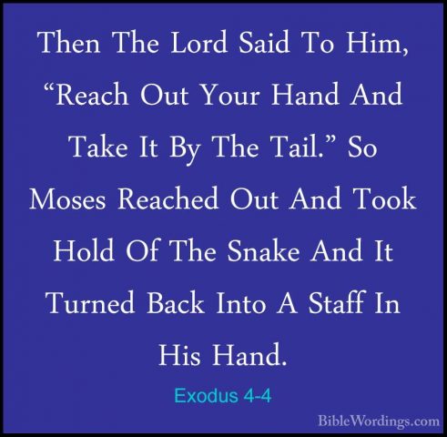 Exodus 4-4 - Then The Lord Said To Him, "Reach Out Your Hand AndThen The Lord Said To Him, "Reach Out Your Hand And Take It By The Tail." So Moses Reached Out And Took Hold Of The Snake And It Turned Back Into A Staff In His Hand. 
