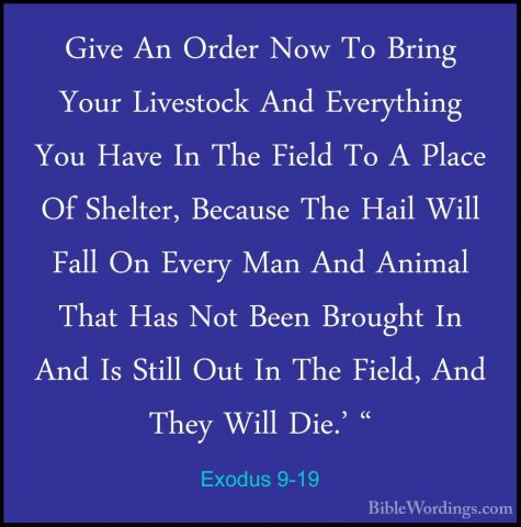 Exodus 9-19 - Give An Order Now To Bring Your Livestock And EveryGive An Order Now To Bring Your Livestock And Everything You Have In The Field To A Place Of Shelter, Because The Hail Will Fall On Every Man And Animal That Has Not Been Brought In And Is Still Out In The Field, And They Will Die.' " 