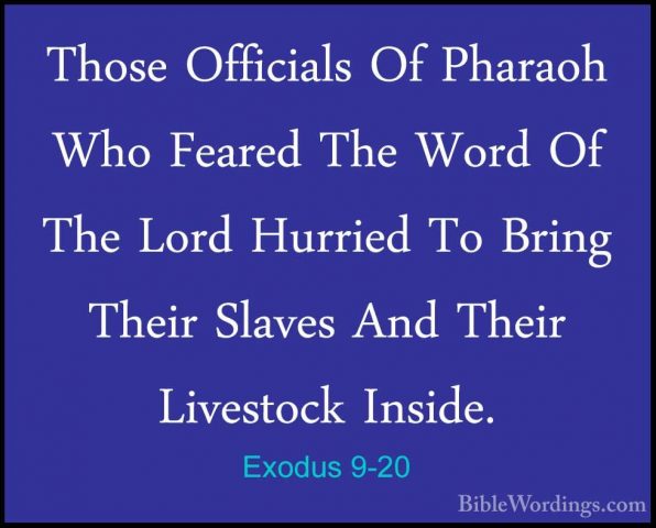 Exodus 9-20 - Those Officials Of Pharaoh Who Feared The Word Of TThose Officials Of Pharaoh Who Feared The Word Of The Lord Hurried To Bring Their Slaves And Their Livestock Inside. 