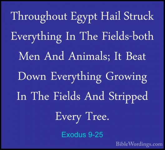 Exodus 9-25 - Throughout Egypt Hail Struck Everything In The FielThroughout Egypt Hail Struck Everything In The Fields-both Men And Animals; It Beat Down Everything Growing In The Fields And Stripped Every Tree. 