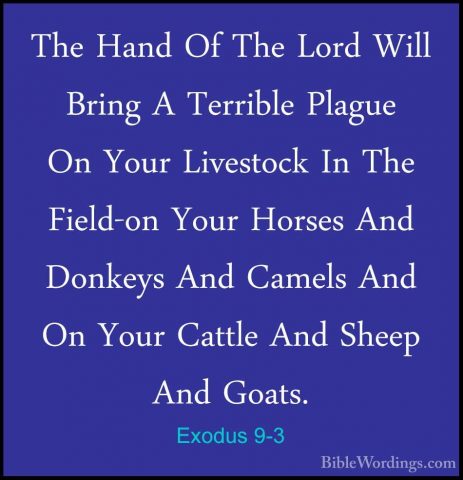 Exodus 9-3 - The Hand Of The Lord Will Bring A Terrible Plague OnThe Hand Of The Lord Will Bring A Terrible Plague On Your Livestock In The Field-on Your Horses And Donkeys And Camels And On Your Cattle And Sheep And Goats. 