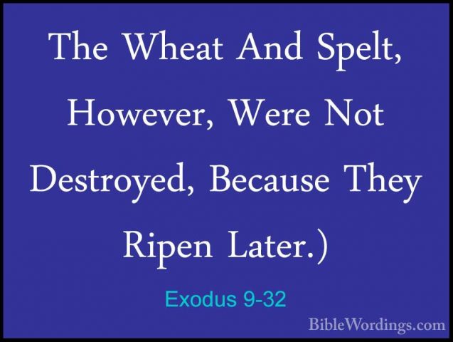 Exodus 9-32 - The Wheat And Spelt, However, Were Not Destroyed, BThe Wheat And Spelt, However, Were Not Destroyed, Because They Ripen Later.) 