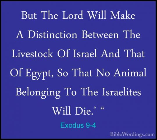 Exodus 9-4 - But The Lord Will Make A Distinction Between The LivBut The Lord Will Make A Distinction Between The Livestock Of Israel And That Of Egypt, So That No Animal Belonging To The Israelites Will Die.' " 