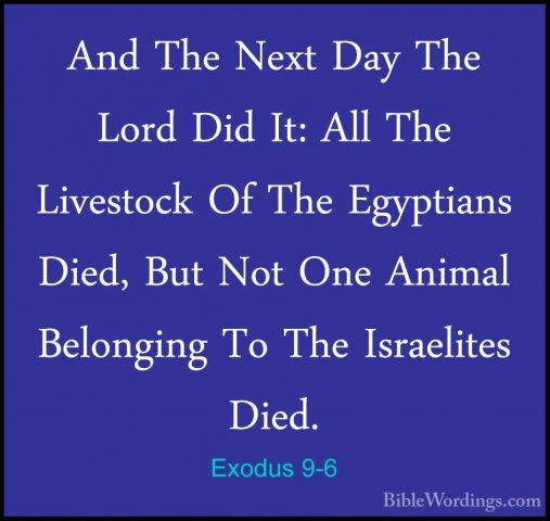 Exodus 9-6 - And The Next Day The Lord Did It: All The LivestockAnd The Next Day The Lord Did It: All The Livestock Of The Egyptians Died, But Not One Animal Belonging To The Israelites Died. 