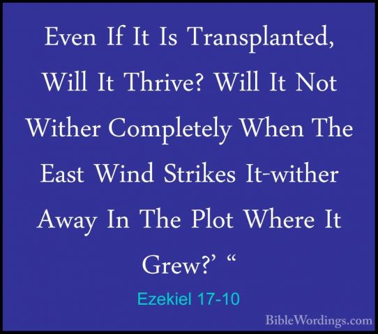 Ezekiel 17-10 - Even If It Is Transplanted, Will It Thrive? WillEven If It Is Transplanted, Will It Thrive? Will It Not Wither Completely When The East Wind Strikes It-wither Away In The Plot Where It Grew?' " 