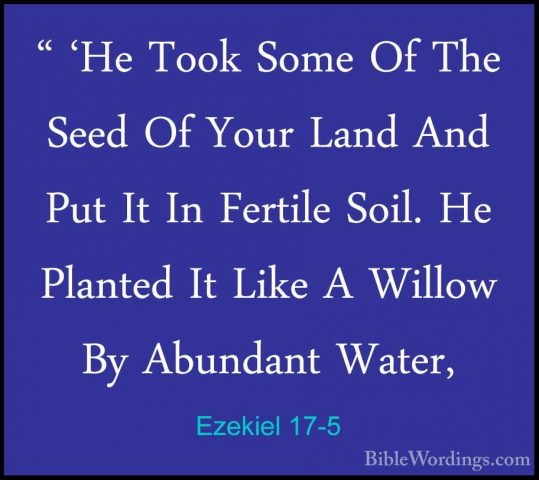Ezekiel 17-5 - " 'He Took Some Of The Seed Of Your Land And Put I" 'He Took Some Of The Seed Of Your Land And Put It In Fertile Soil. He Planted It Like A Willow By Abundant Water, 