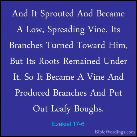 Ezekiel 17-6 - And It Sprouted And Became A Low, Spreading Vine.And It Sprouted And Became A Low, Spreading Vine. Its Branches Turned Toward Him, But Its Roots Remained Under It. So It Became A Vine And Produced Branches And Put Out Leafy Boughs. 