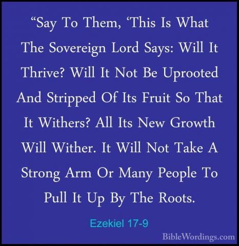 Ezekiel 17-9 - "Say To Them, 'This Is What The Sovereign Lord Say"Say To Them, 'This Is What The Sovereign Lord Says: Will It Thrive? Will It Not Be Uprooted And Stripped Of Its Fruit So That It Withers? All Its New Growth Will Wither. It Will Not Take A Strong Arm Or Many People To Pull It Up By The Roots. 
