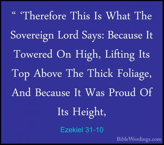 Ezekiel 31-10 - " 'Therefore This Is What The Sovereign Lord Says" 'Therefore This Is What The Sovereign Lord Says: Because It Towered On High, Lifting Its Top Above The Thick Foliage, And Because It Was Proud Of Its Height, 