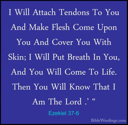Ezekiel 37-6 - I Will Attach Tendons To You And Make Flesh Come UI Will Attach Tendons To You And Make Flesh Come Upon You And Cover You With Skin; I Will Put Breath In You, And You Will Come To Life. Then You Will Know That I Am The Lord .' " 