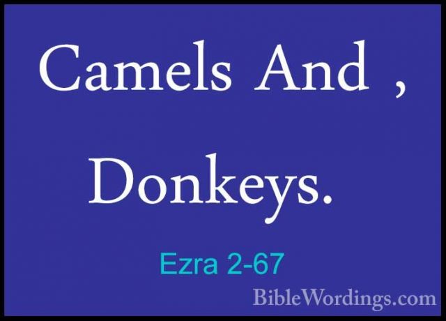 Ezra 2-67 -  Camels And , Donkeys. Camels And , Donkeys. 