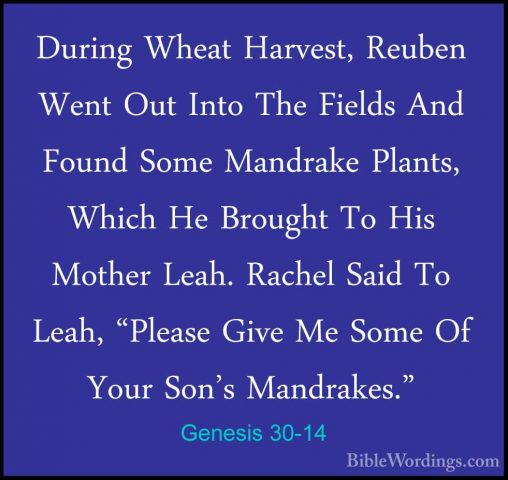 Genesis 30-14 - During Wheat Harvest, Reuben Went Out Into The FiDuring Wheat Harvest, Reuben Went Out Into The Fields And Found Some Mandrake Plants, Which He Brought To His Mother Leah. Rachel Said To Leah, "Please Give Me Some Of Your Son's Mandrakes." 