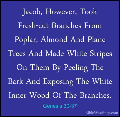 Genesis 30-37 - Jacob, However, Took Fresh-cut Branches From PoplJacob, However, Took Fresh-cut Branches From Poplar, Almond And Plane Trees And Made White Stripes On Them By Peeling The Bark And Exposing The White Inner Wood Of The Branches. 