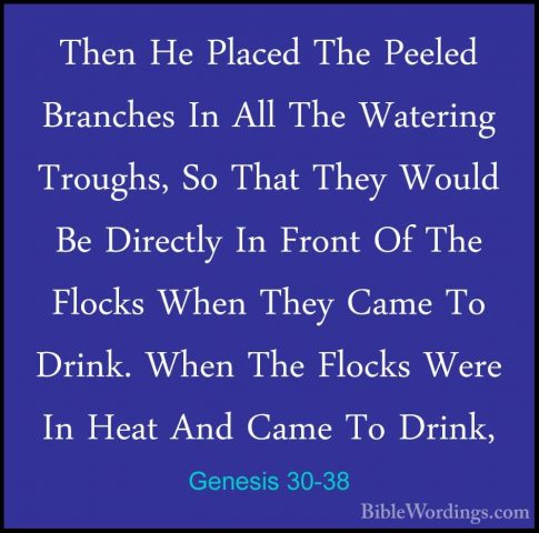 Genesis 30-38 - Then He Placed The Peeled Branches In All The WatThen He Placed The Peeled Branches In All The Watering Troughs, So That They Would Be Directly In Front Of The Flocks When They Came To Drink. When The Flocks Were In Heat And Came To Drink, 