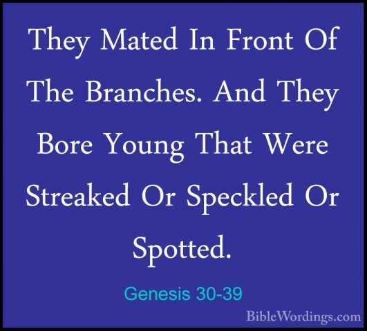 Genesis 30-39 - They Mated In Front Of The Branches. And They BorThey Mated In Front Of The Branches. And They Bore Young That Were Streaked Or Speckled Or Spotted. 