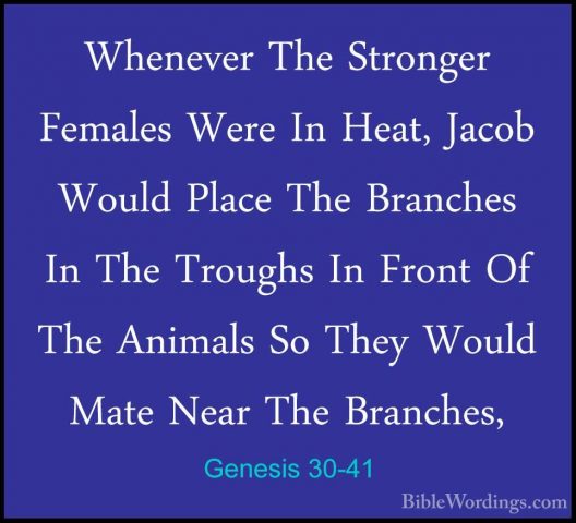 Genesis 30-41 - Whenever The Stronger Females Were In Heat, JacobWhenever The Stronger Females Were In Heat, Jacob Would Place The Branches In The Troughs In Front Of The Animals So They Would Mate Near The Branches, 