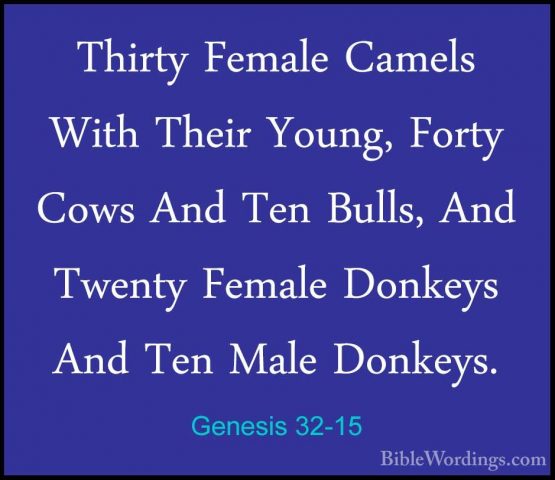 Genesis 32-15 - Thirty Female Camels With Their Young, Forty CowsThirty Female Camels With Their Young, Forty Cows And Ten Bulls, And Twenty Female Donkeys And Ten Male Donkeys. 