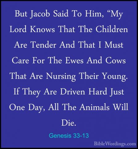 Genesis 33-13 - But Jacob Said To Him, "My Lord Knows That The ChBut Jacob Said To Him, "My Lord Knows That The Children Are Tender And That I Must Care For The Ewes And Cows That Are Nursing Their Young. If They Are Driven Hard Just One Day, All The Animals Will Die. 