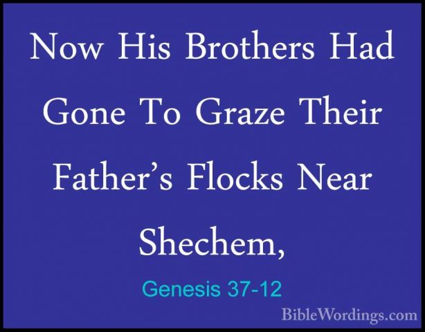 Genesis 37-12 - Now His Brothers Had Gone To Graze Their Father'sNow His Brothers Had Gone To Graze Their Father's Flocks Near Shechem, 