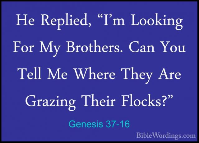Genesis 37-16 - He Replied, "I'm Looking For My Brothers. Can YouHe Replied, "I'm Looking For My Brothers. Can You Tell Me Where They Are Grazing Their Flocks?" 