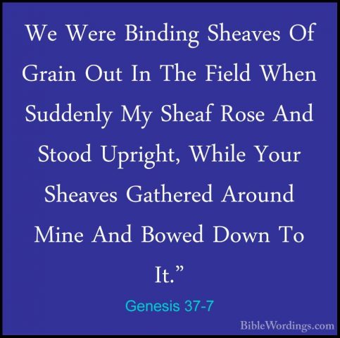 Genesis 37-7 - We Were Binding Sheaves Of Grain Out In The FieldWe Were Binding Sheaves Of Grain Out In The Field When Suddenly My Sheaf Rose And Stood Upright, While Your Sheaves Gathered Around Mine And Bowed Down To It." 