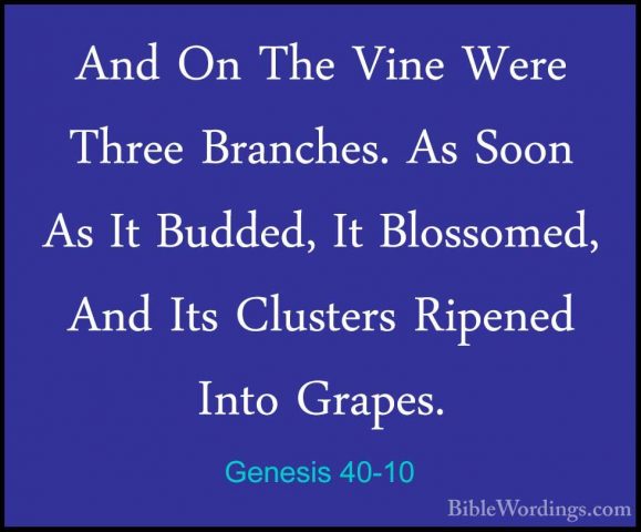 Genesis 40-10 - And On The Vine Were Three Branches. As Soon As IAnd On The Vine Were Three Branches. As Soon As It Budded, It Blossomed, And Its Clusters Ripened Into Grapes. 