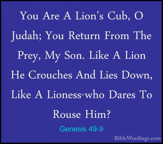 Genesis 49-9 - You Are A Lion's Cub, O Judah; You Return From TheYou Are A Lion's Cub, O Judah; You Return From The Prey, My Son. Like A Lion He Crouches And Lies Down, Like A Lioness-who Dares To Rouse Him? 