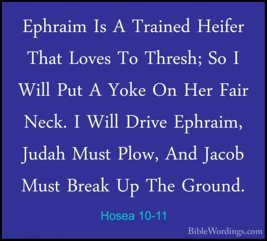 Hosea 10-11 - Ephraim Is A Trained Heifer That Loves To Thresh; SEphraim Is A Trained Heifer That Loves To Thresh; So I Will Put A Yoke On Her Fair Neck. I Will Drive Ephraim, Judah Must Plow, And Jacob Must Break Up The Ground. 